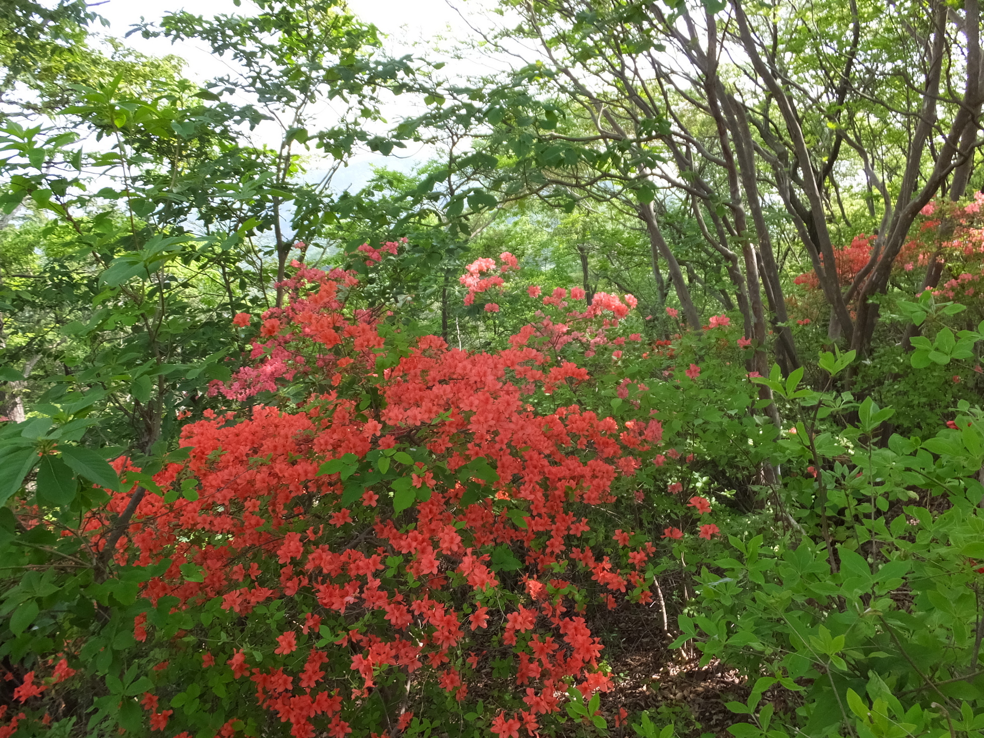 �R�����L