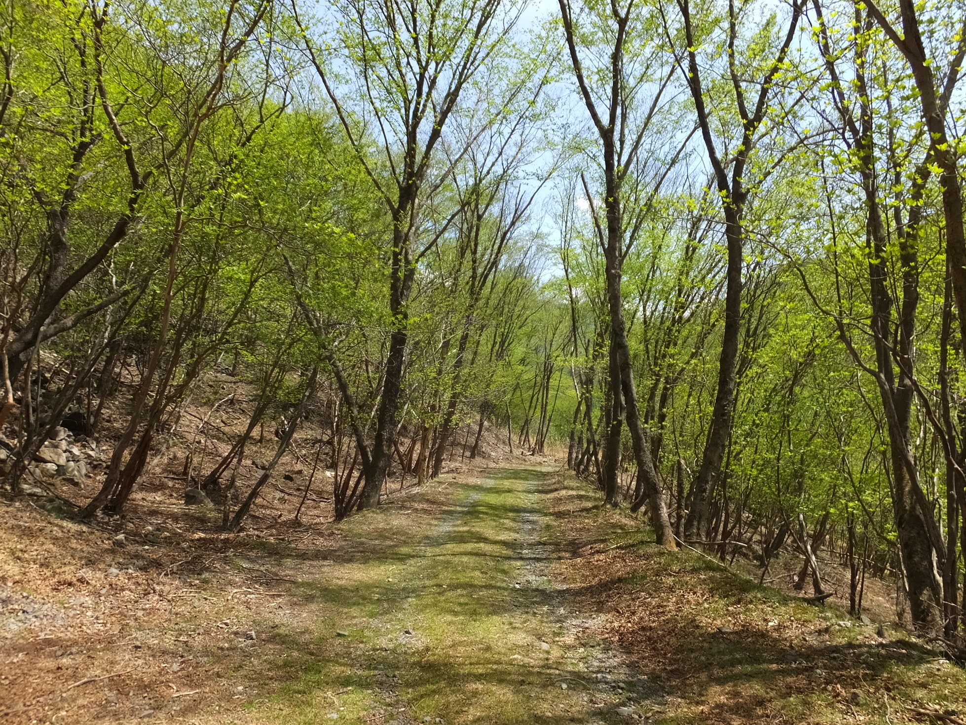 �R�����L