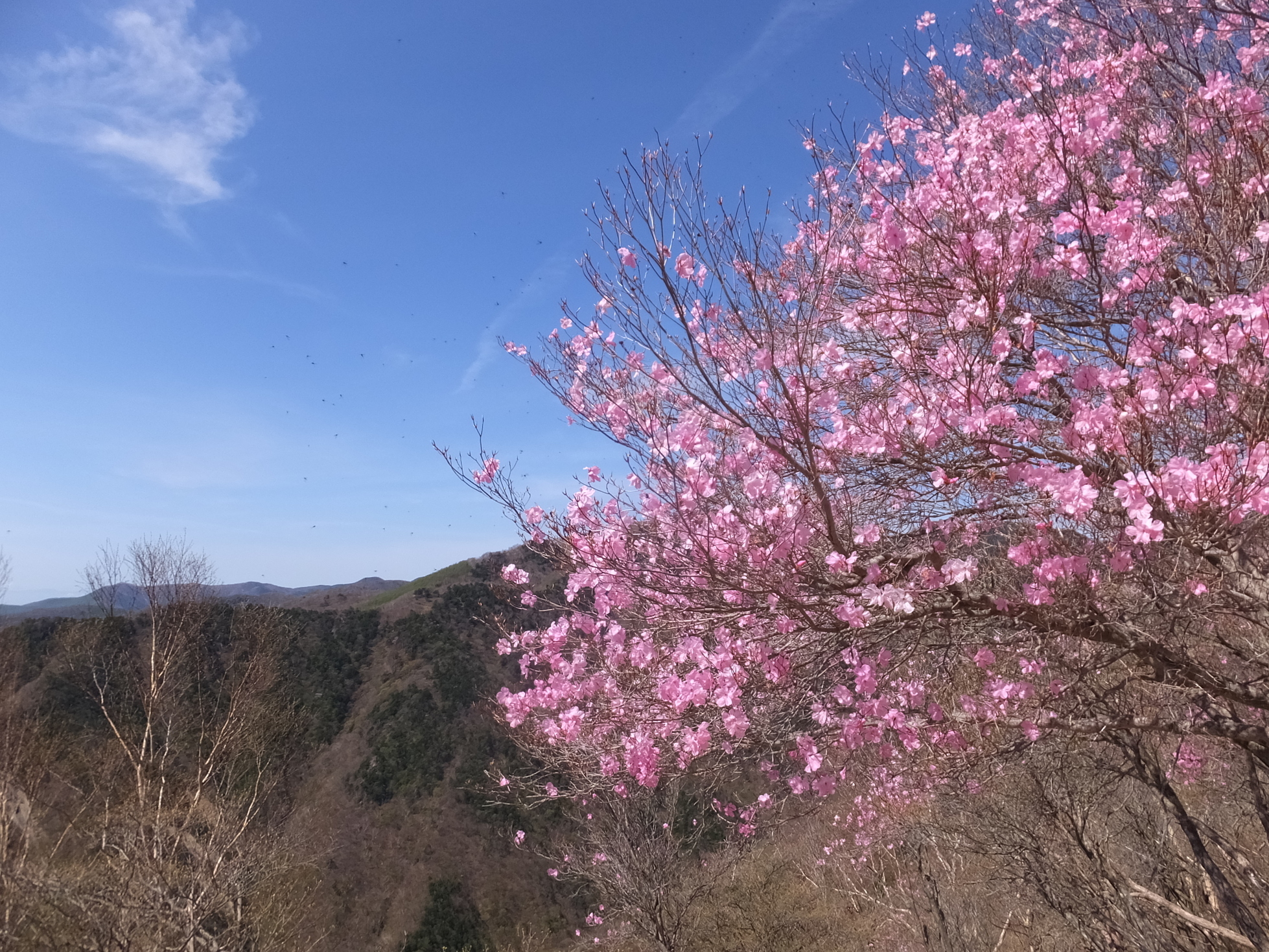 �R�����L