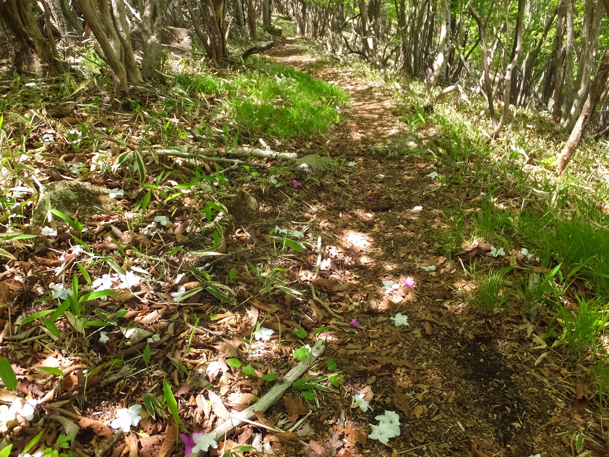 �R�����L