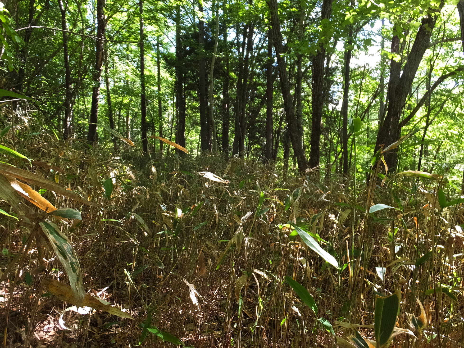 �R�����L