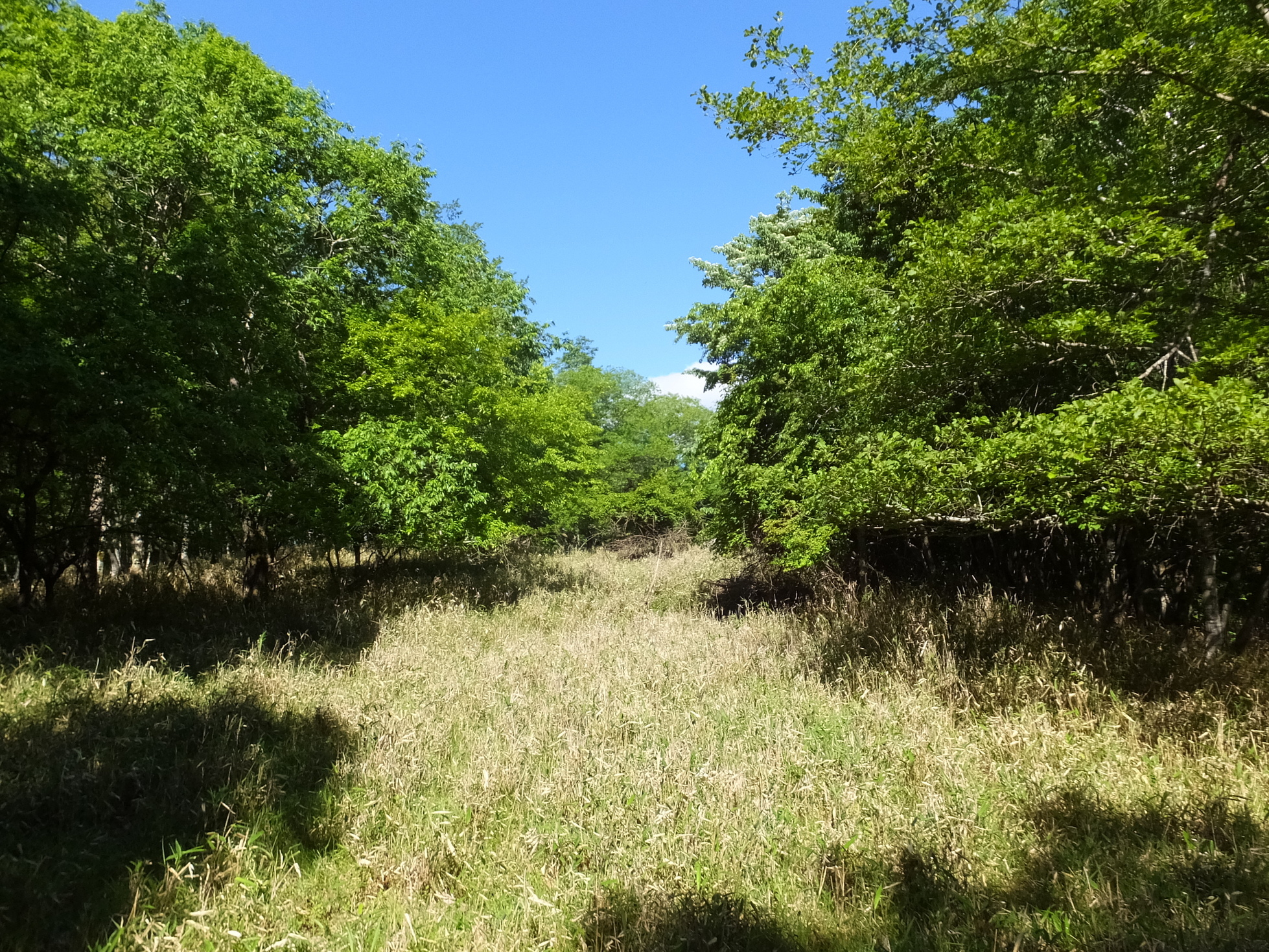 �R�����L