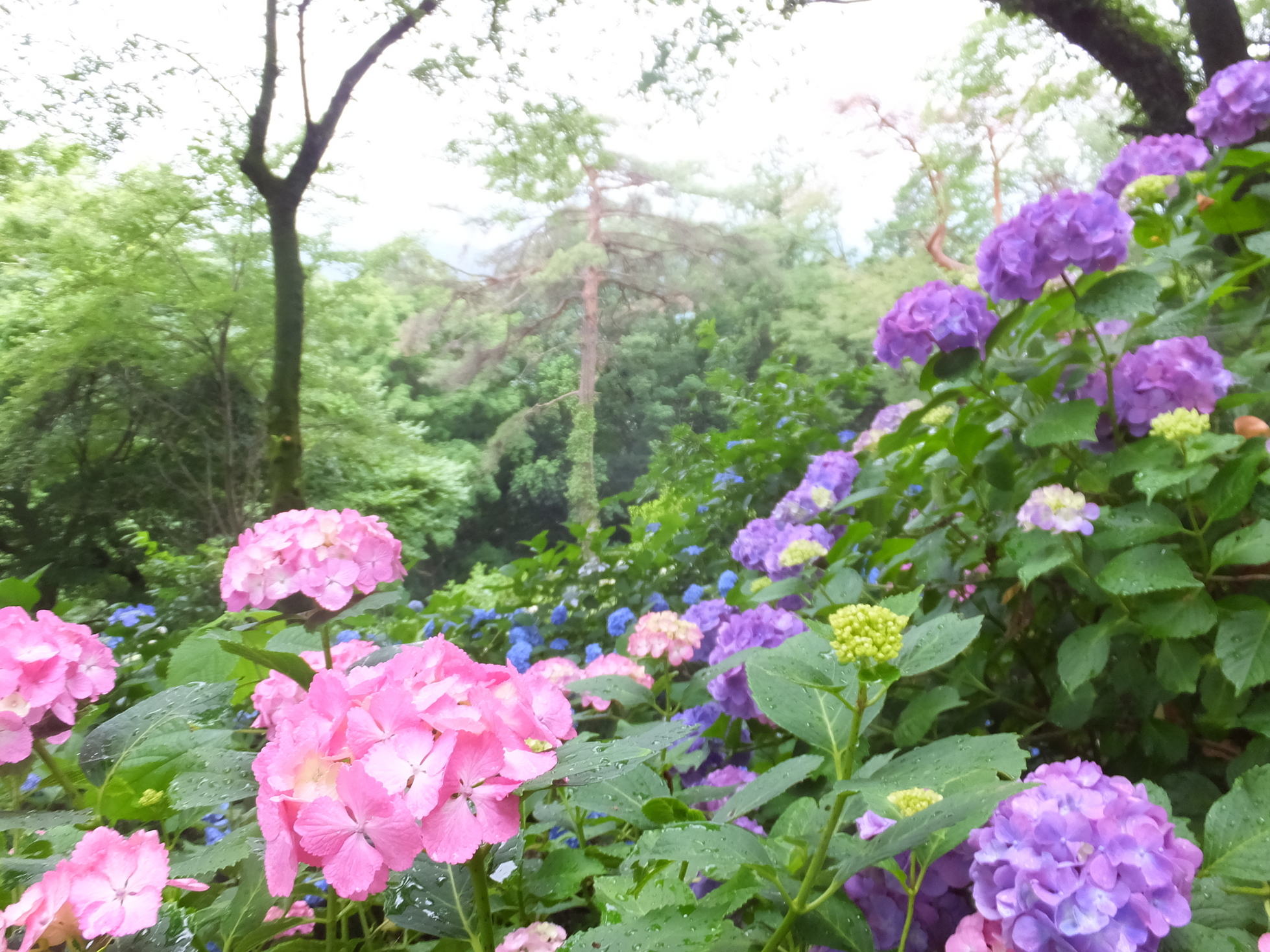 �R�����L