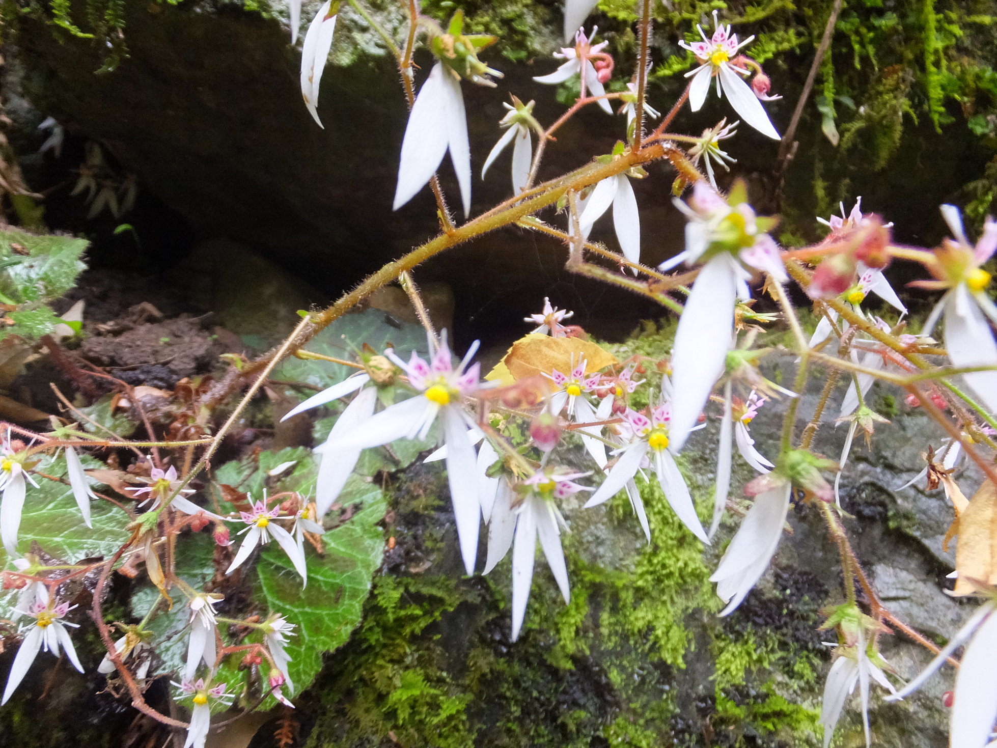 �R�����L