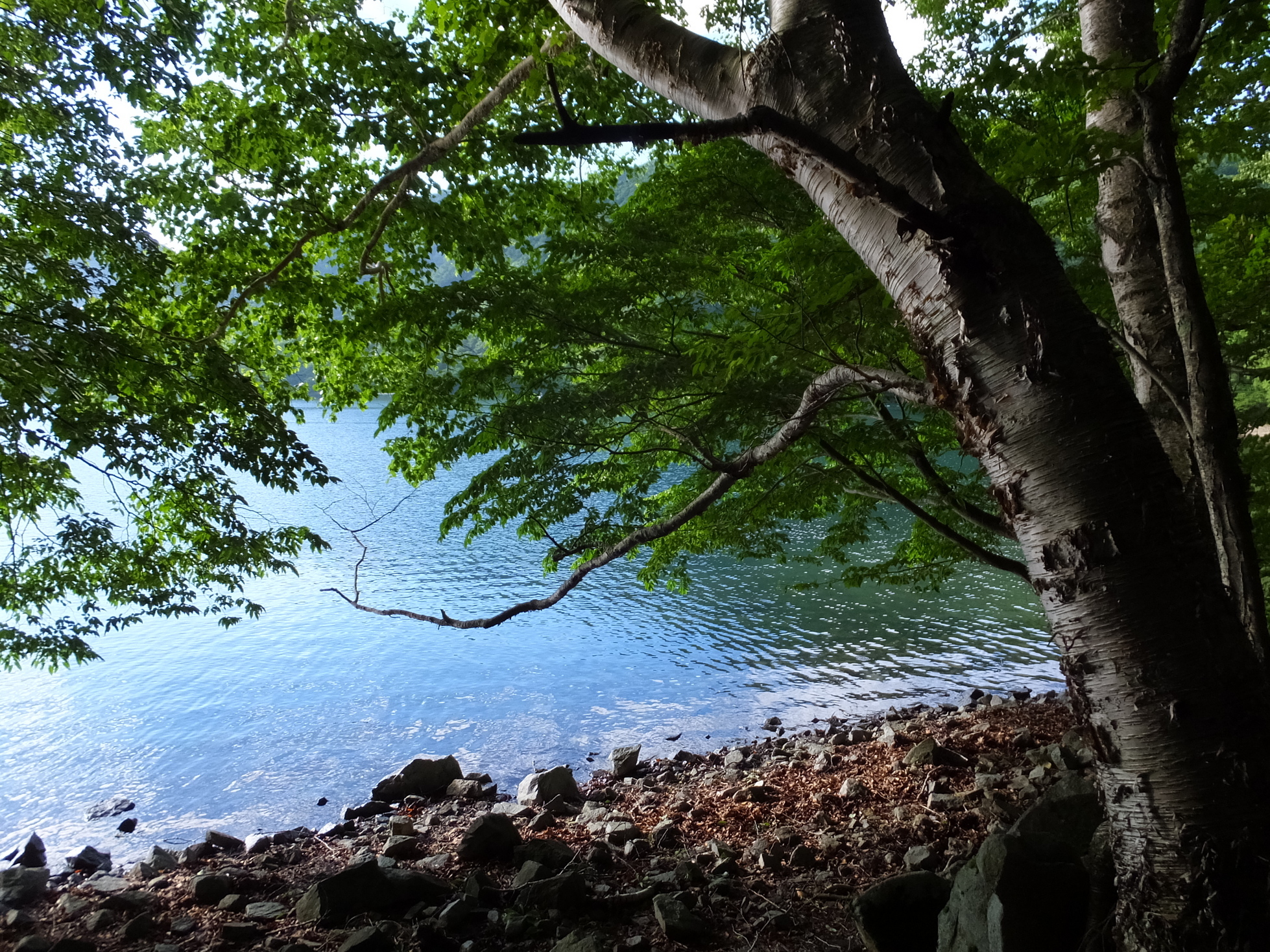 �R�����L