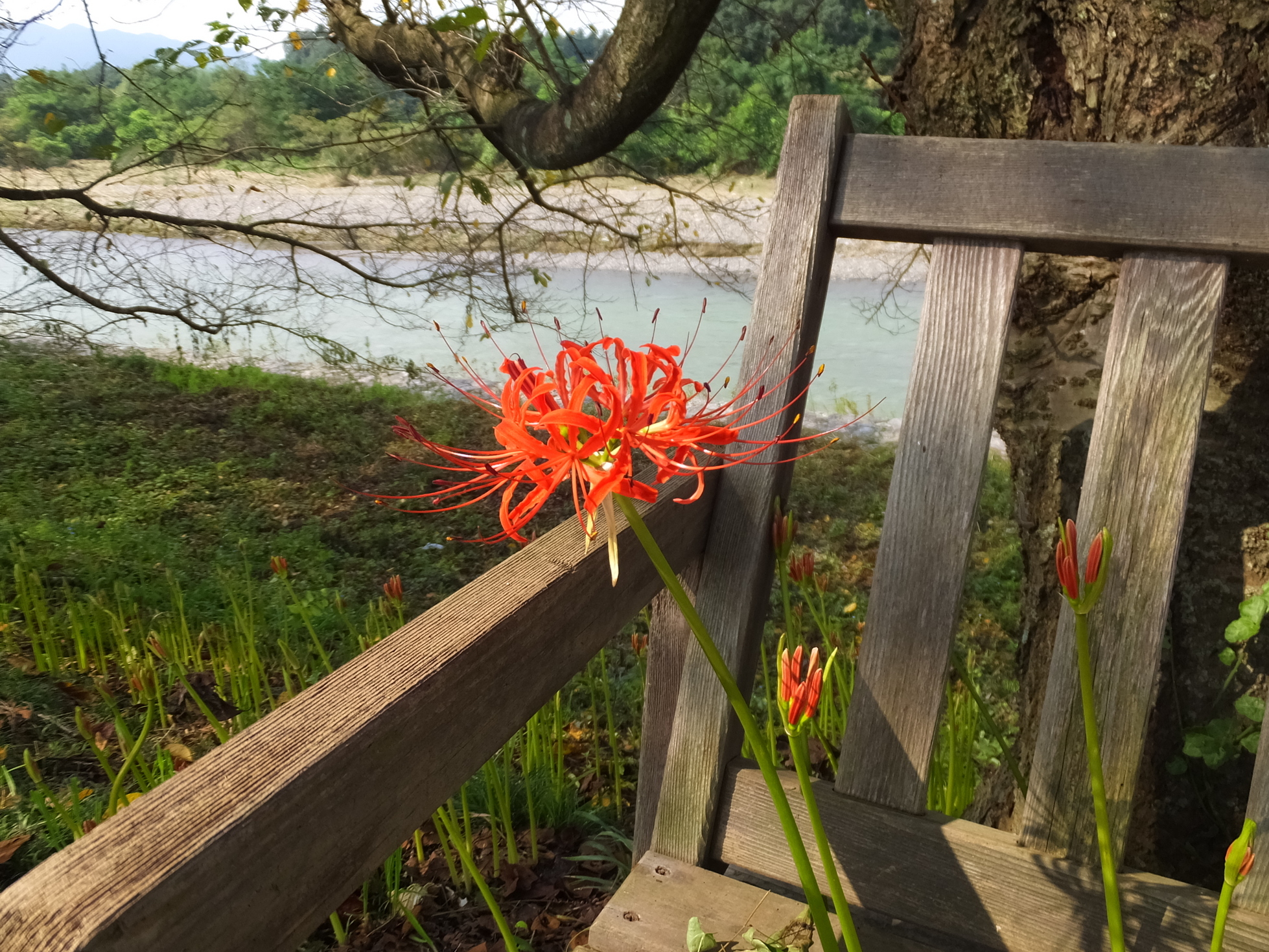 �R�����L