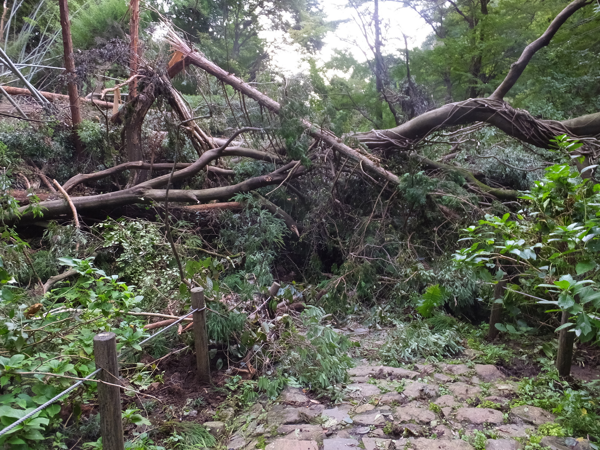 �R�����L