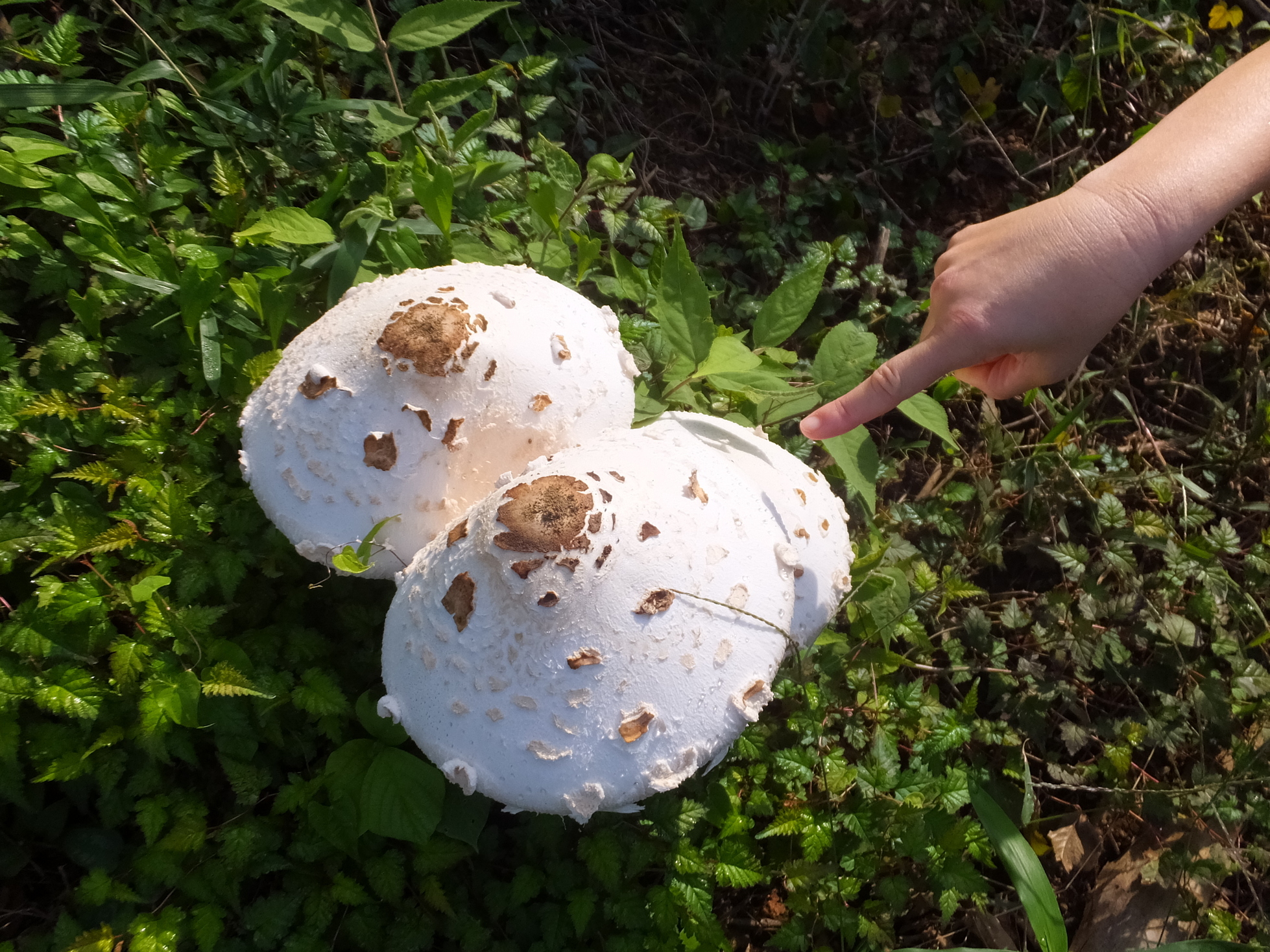 �R�����L