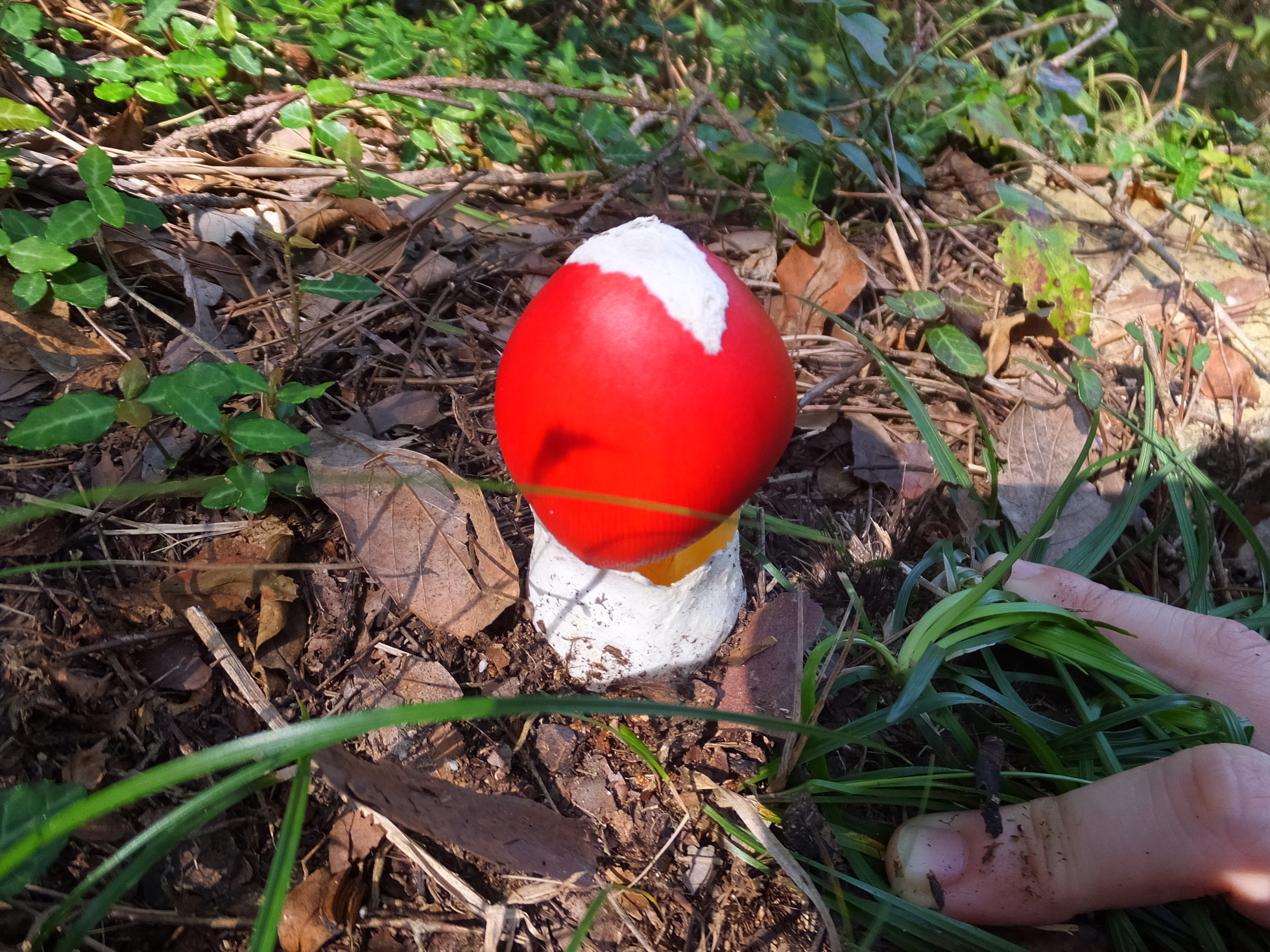 �R�����L