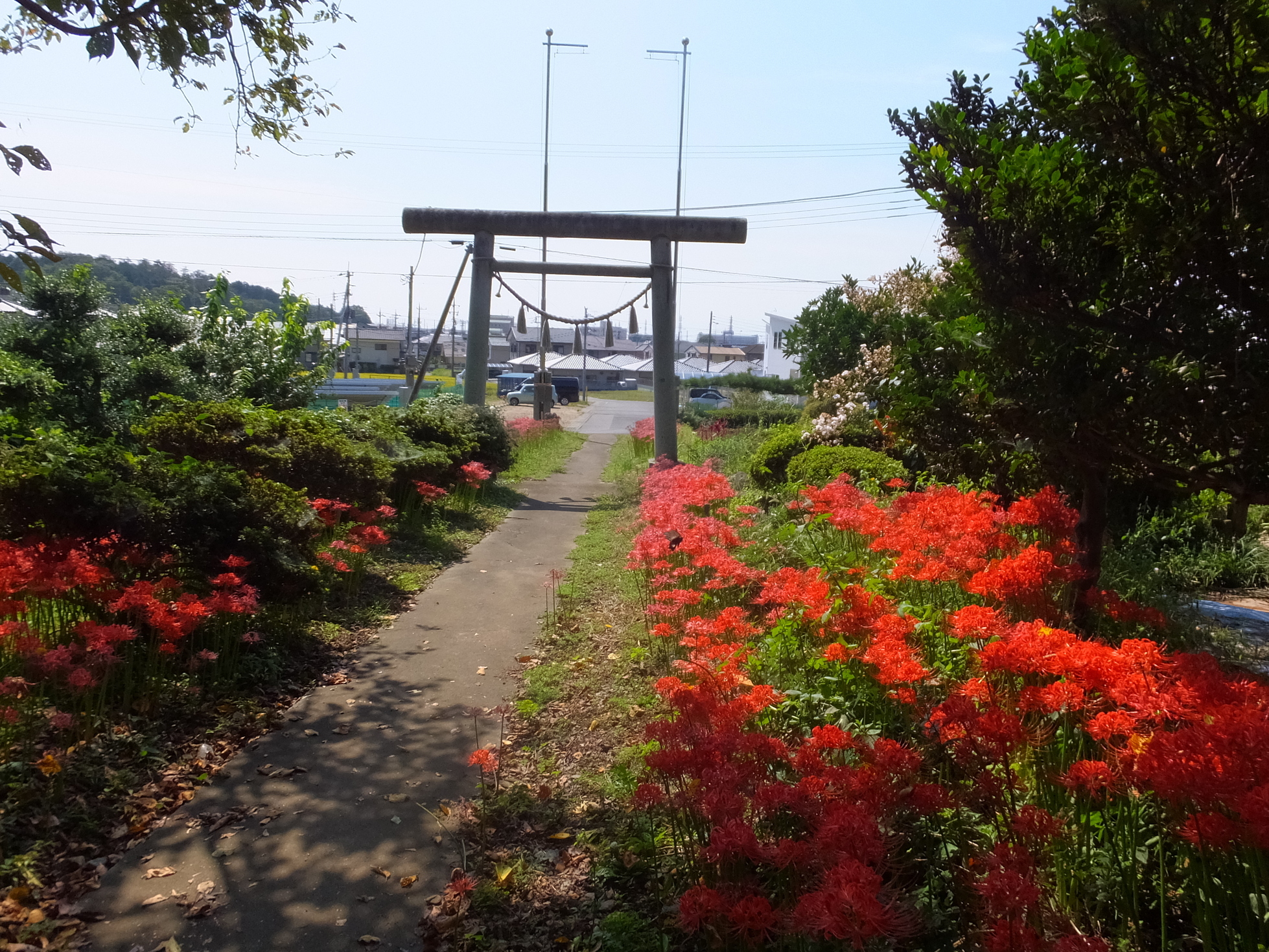 �R�����L