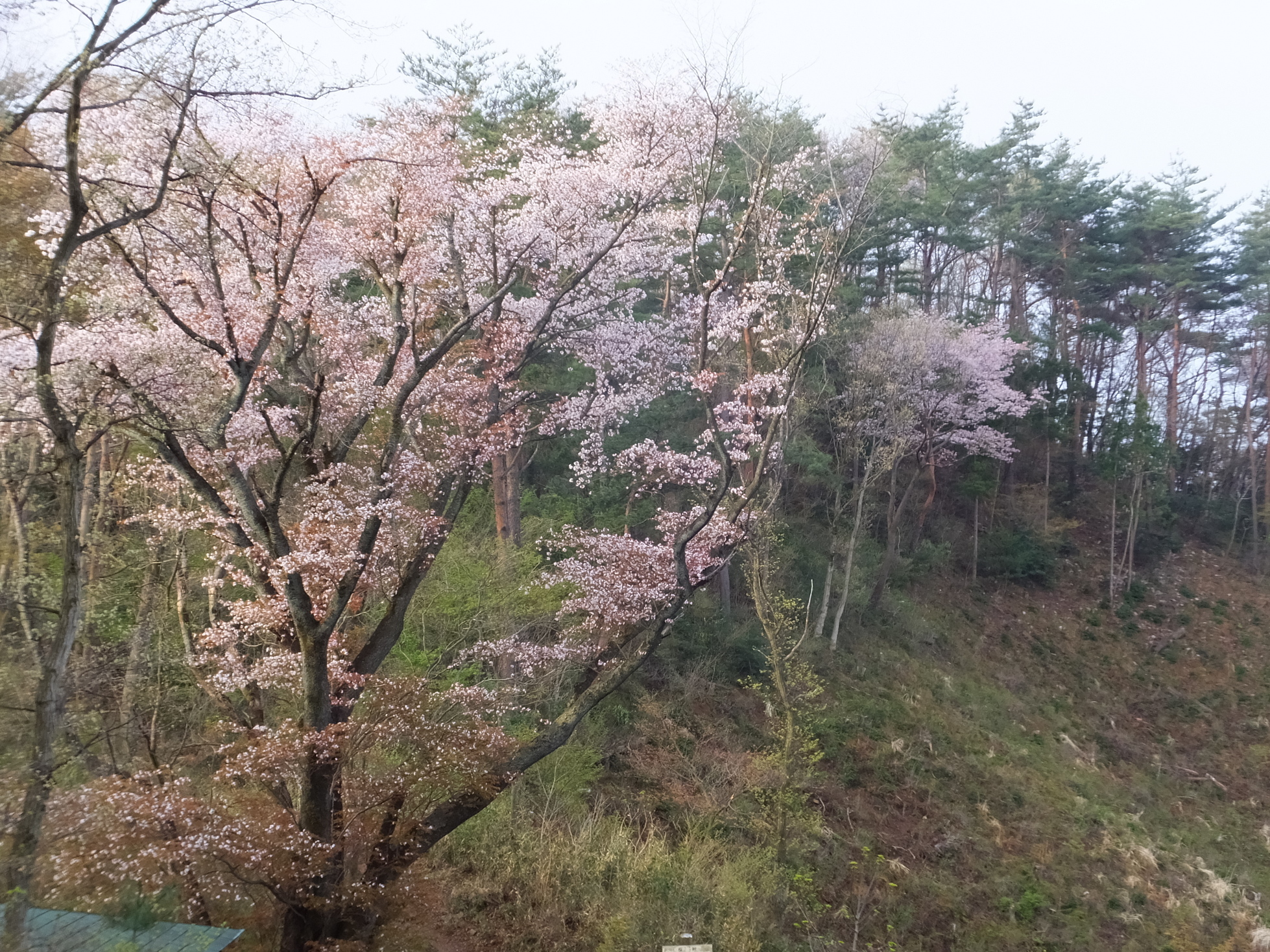 �R�����L