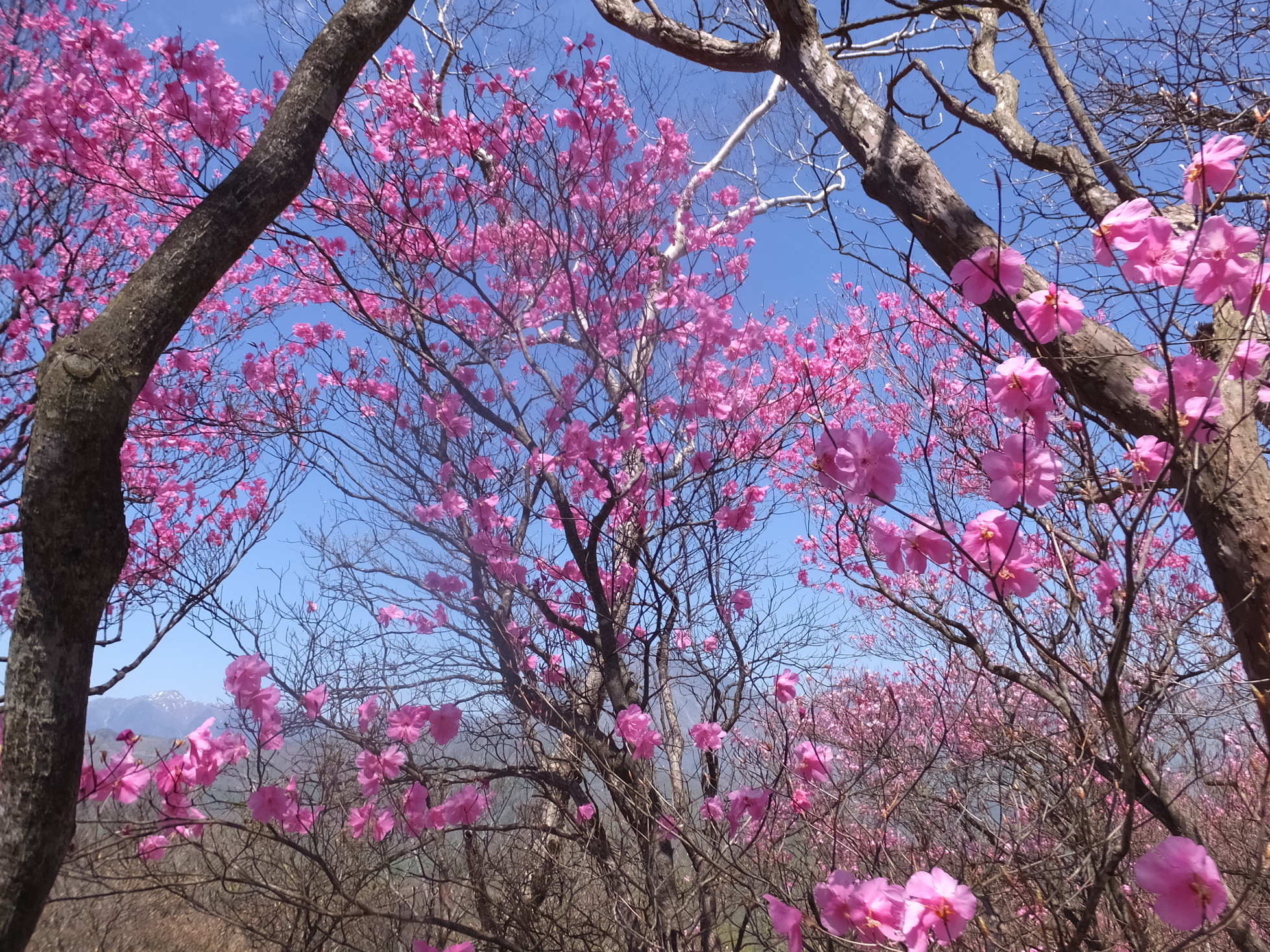 �R�����L