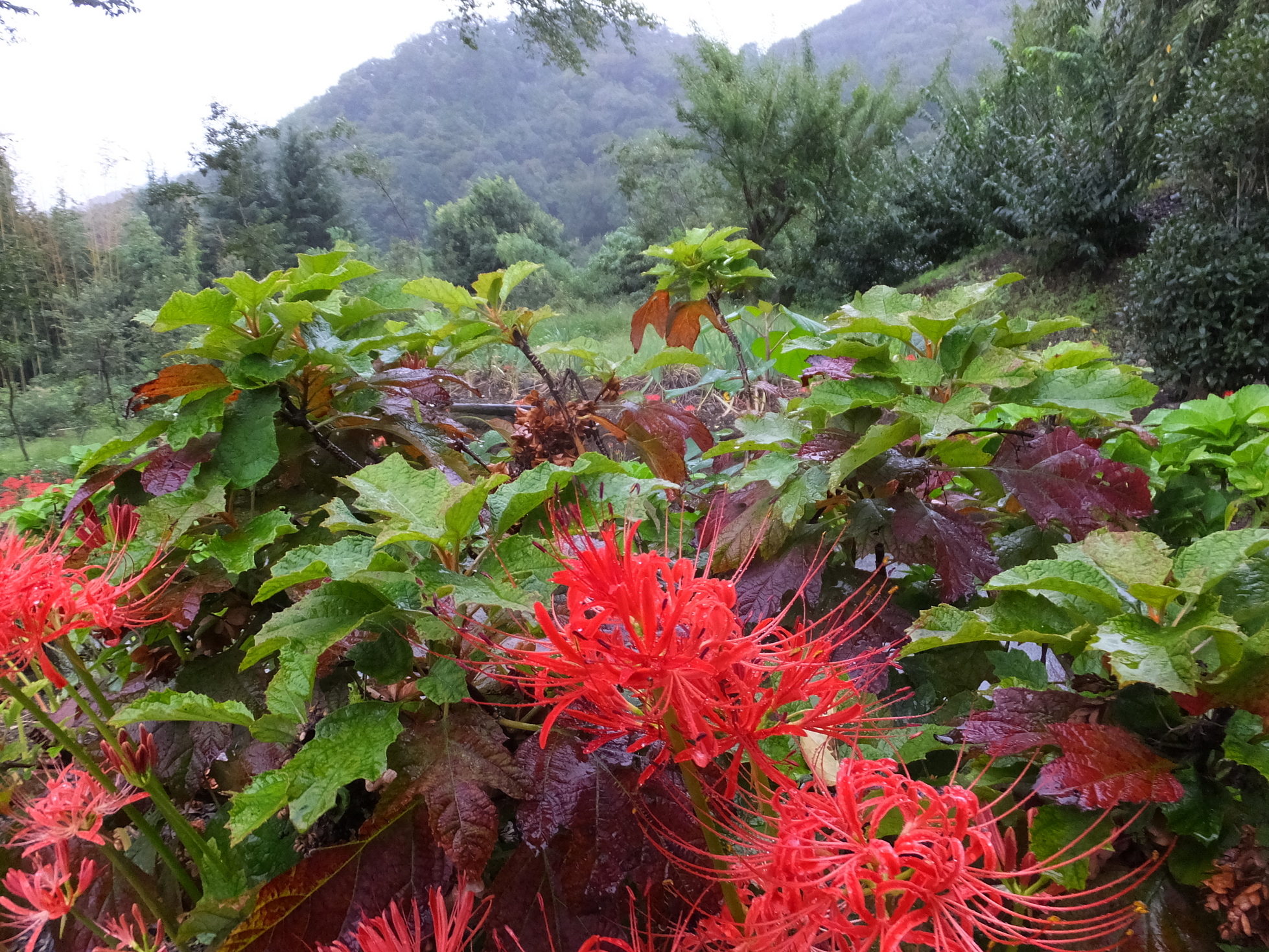 �R�����L