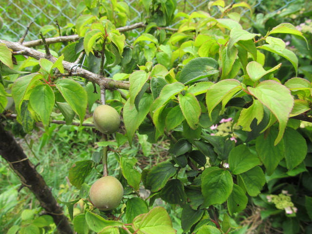 �R�����L