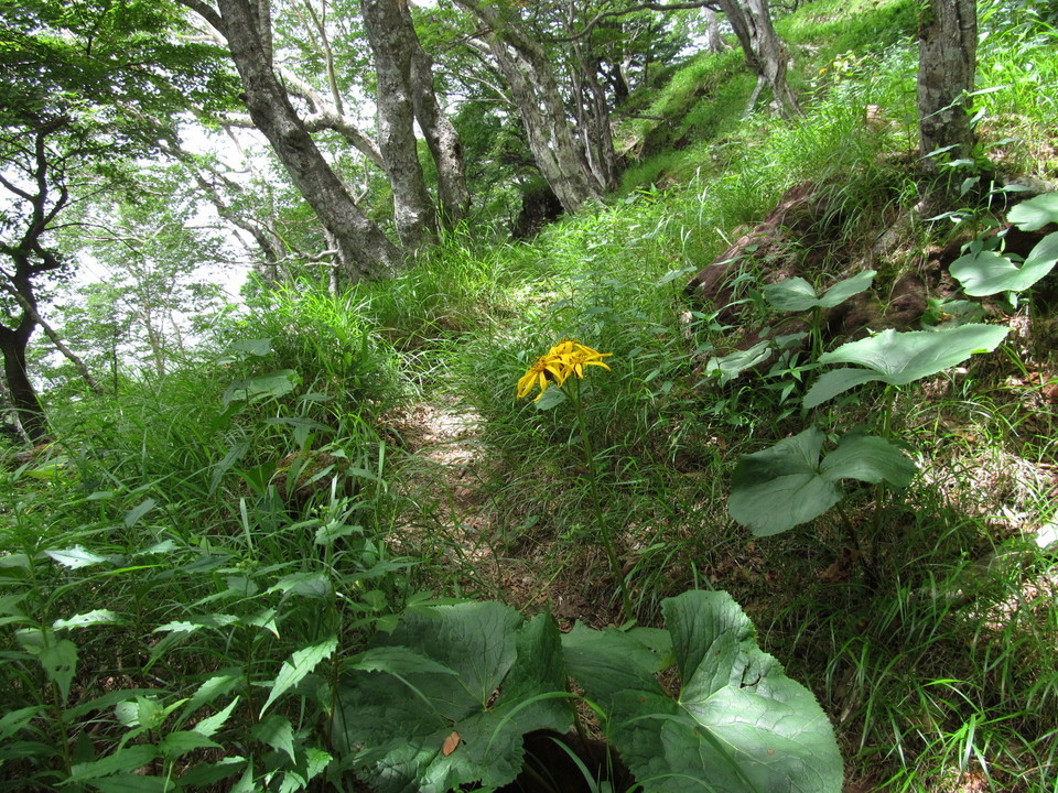 �R�����L