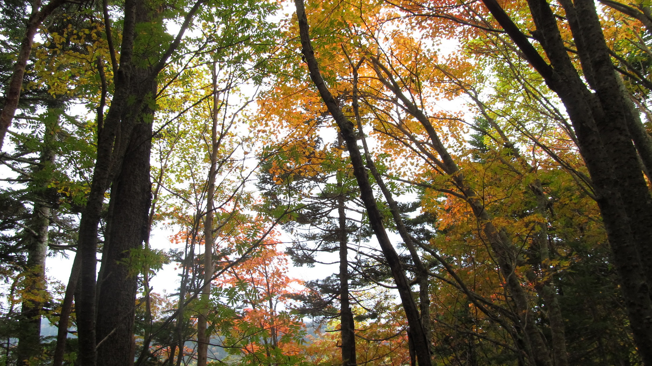 �R�����L