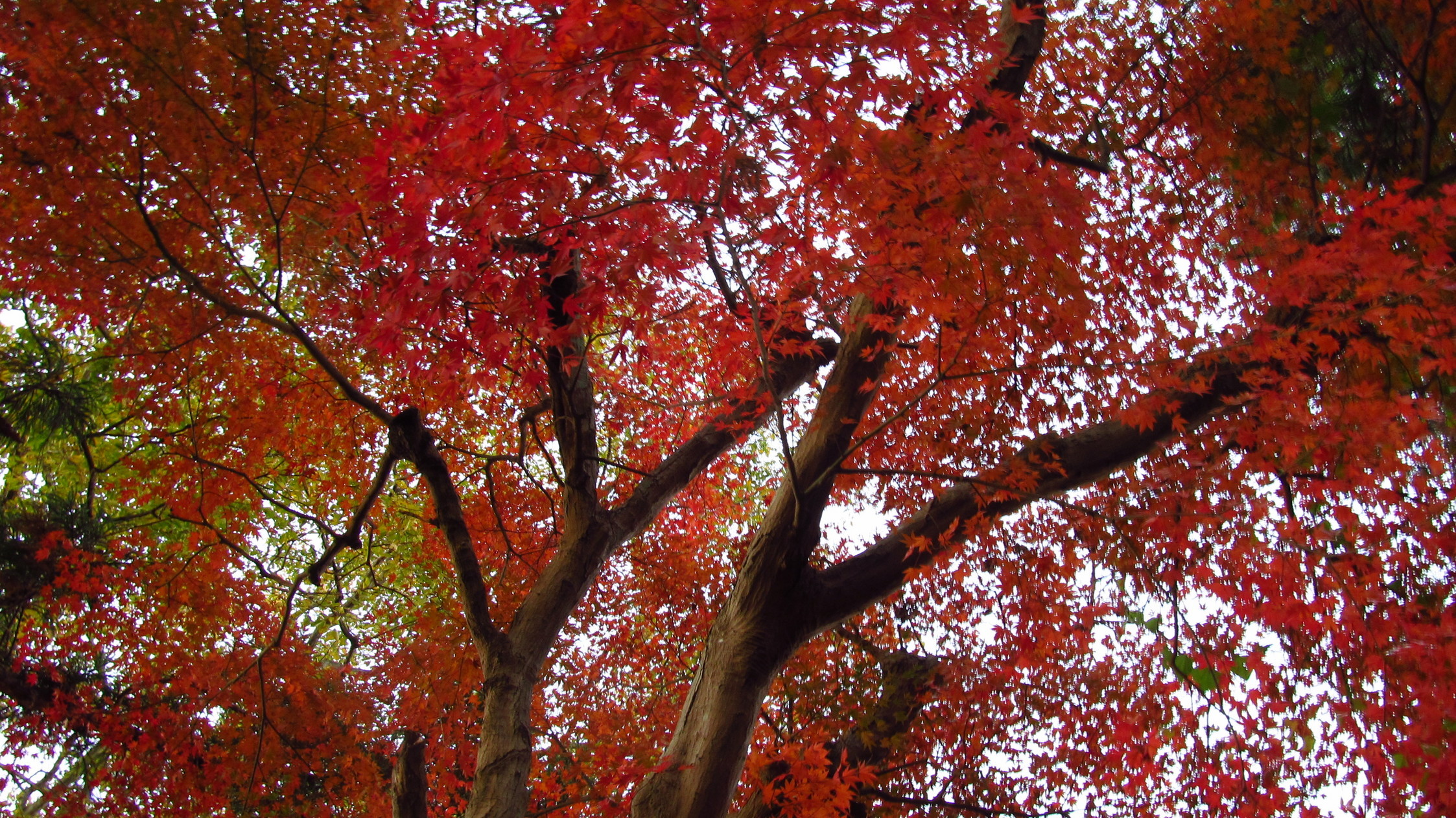 �R�����L