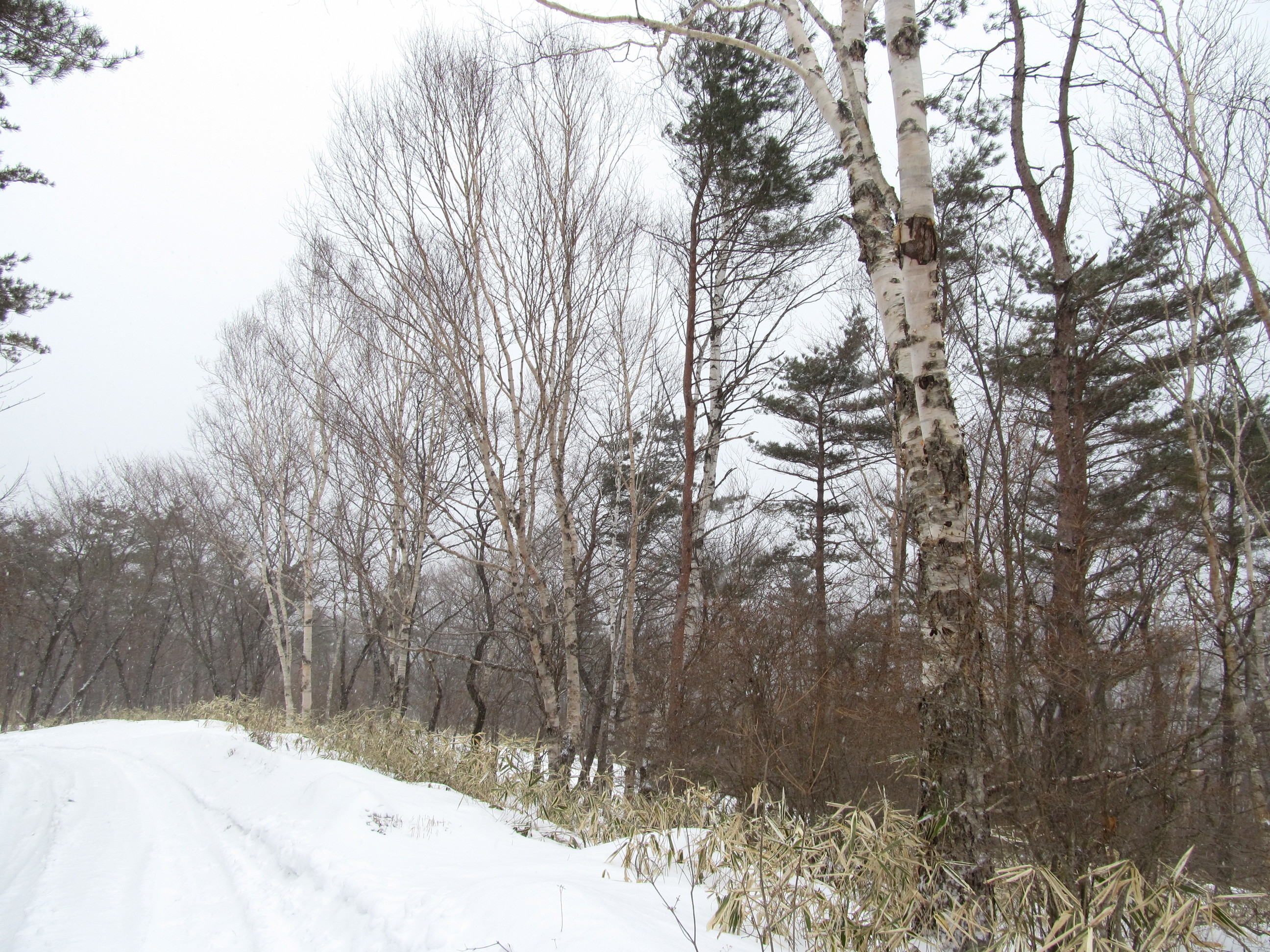 �R�����L