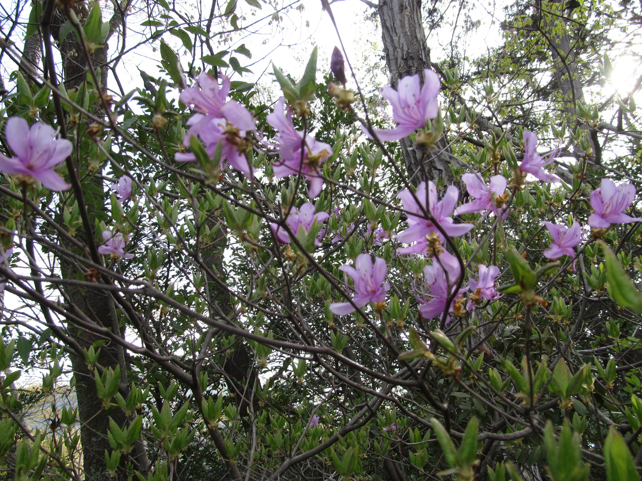 �R�����L