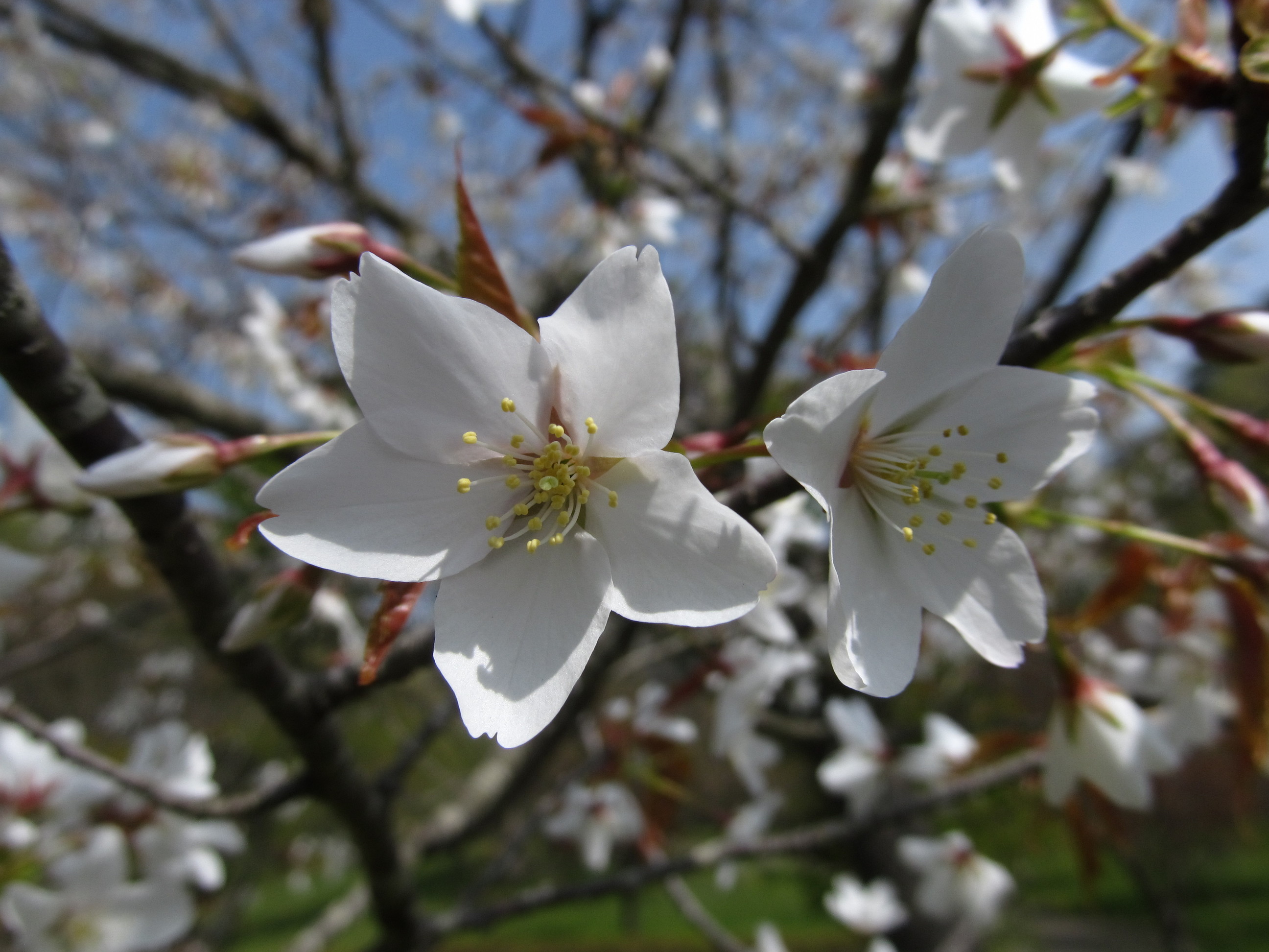 �R�����L