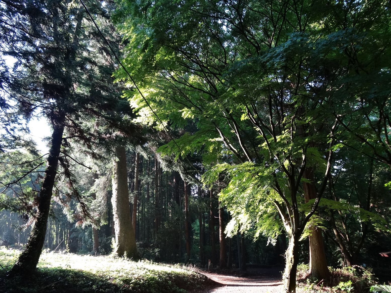 �R�����L