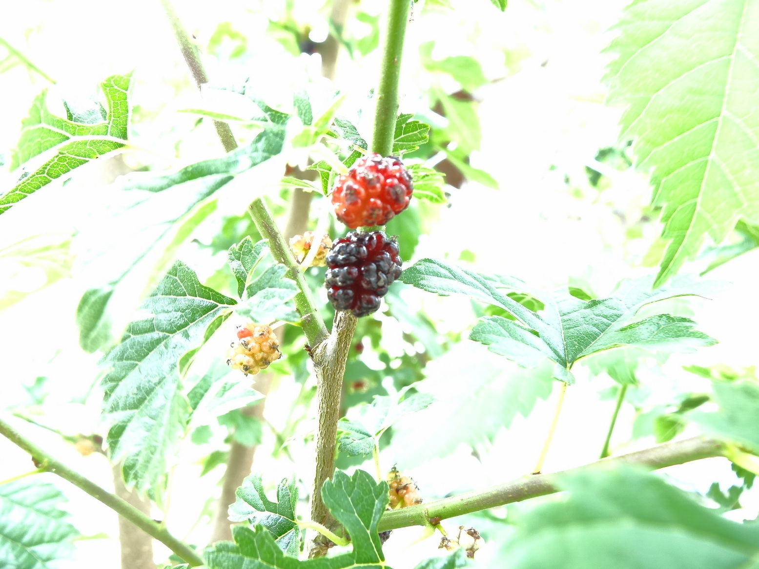 �R�����L