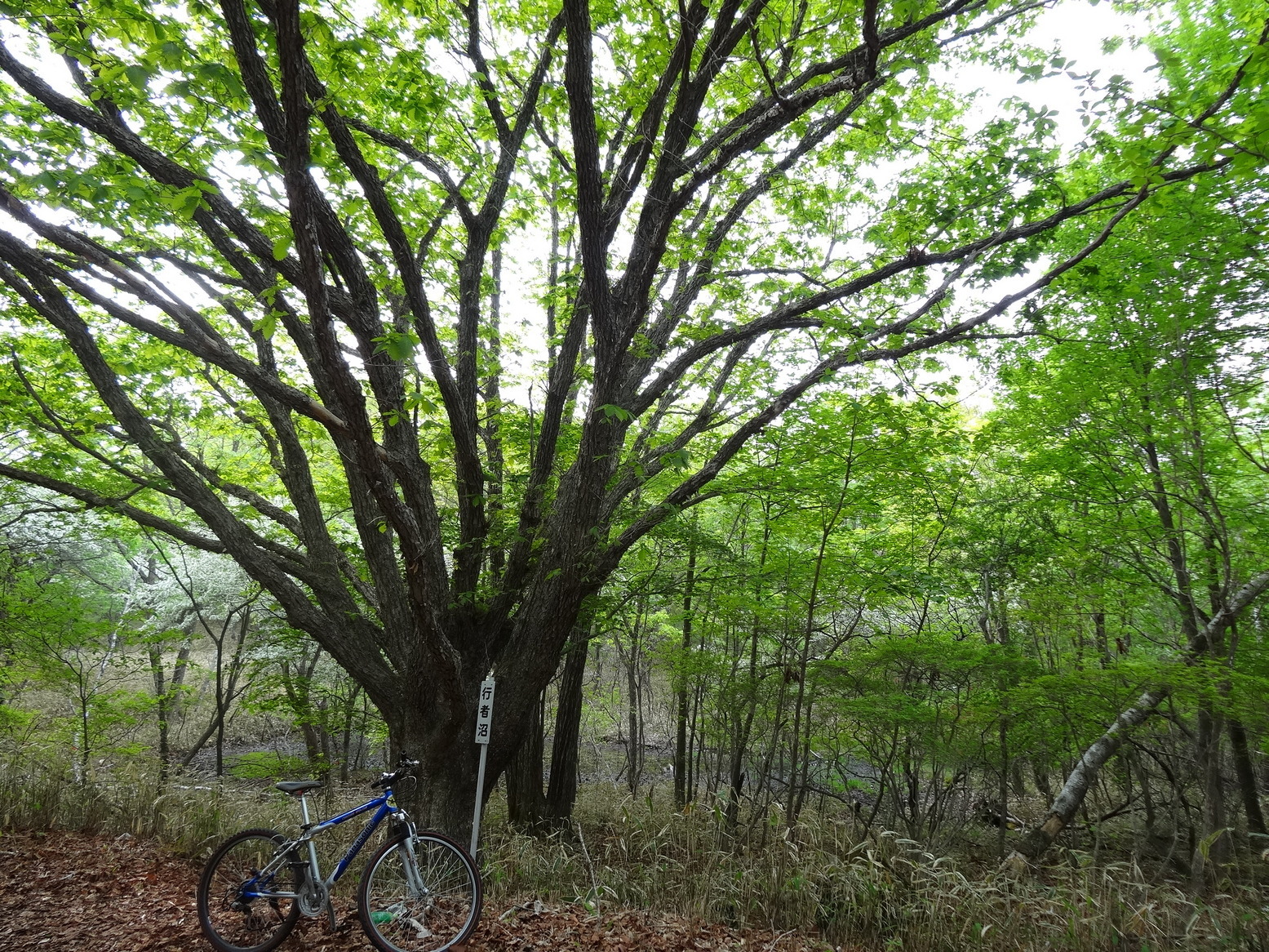 �R�����L