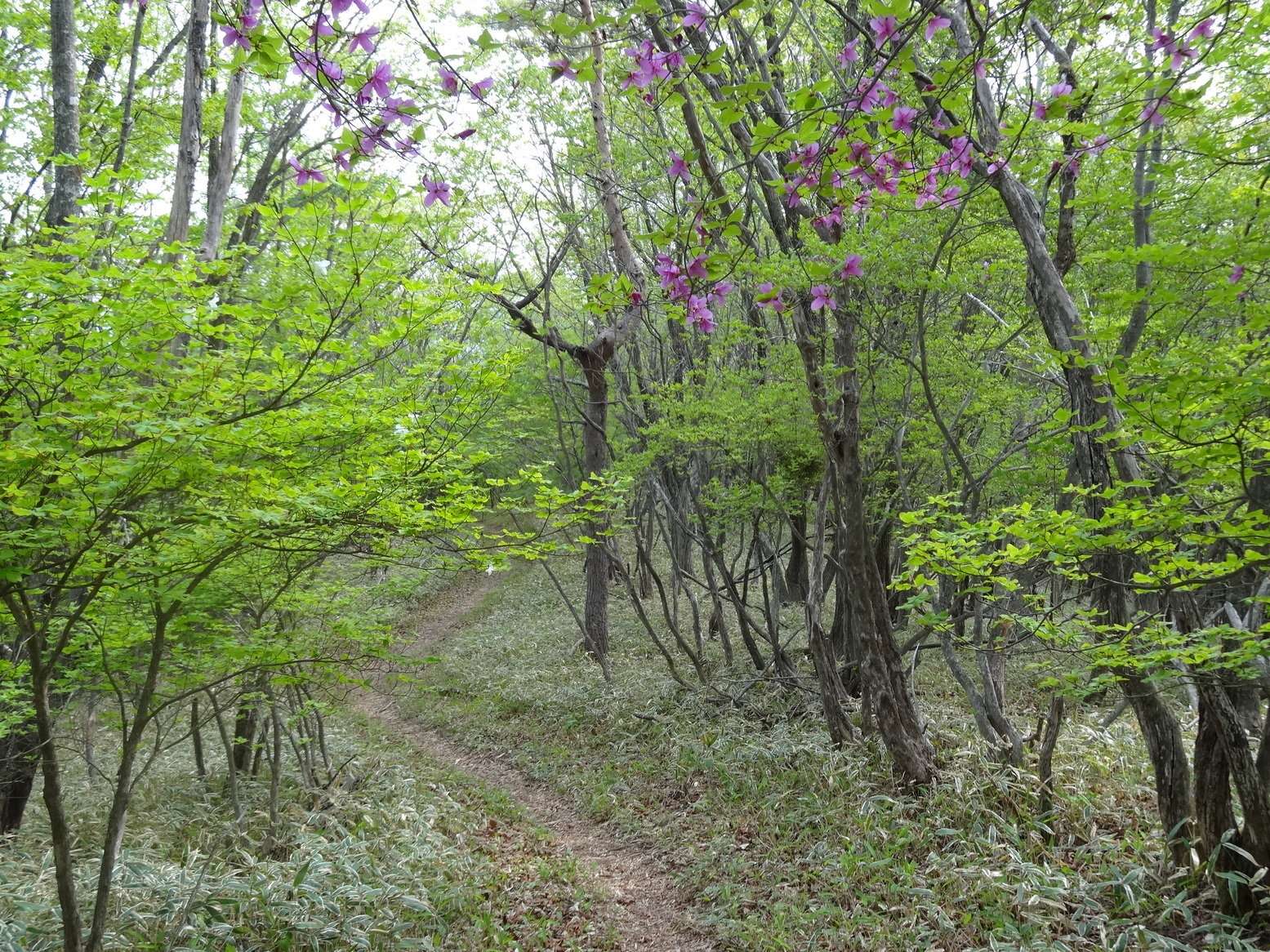 �R�����L