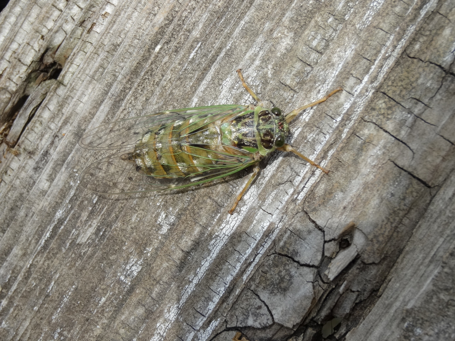 �R�����L