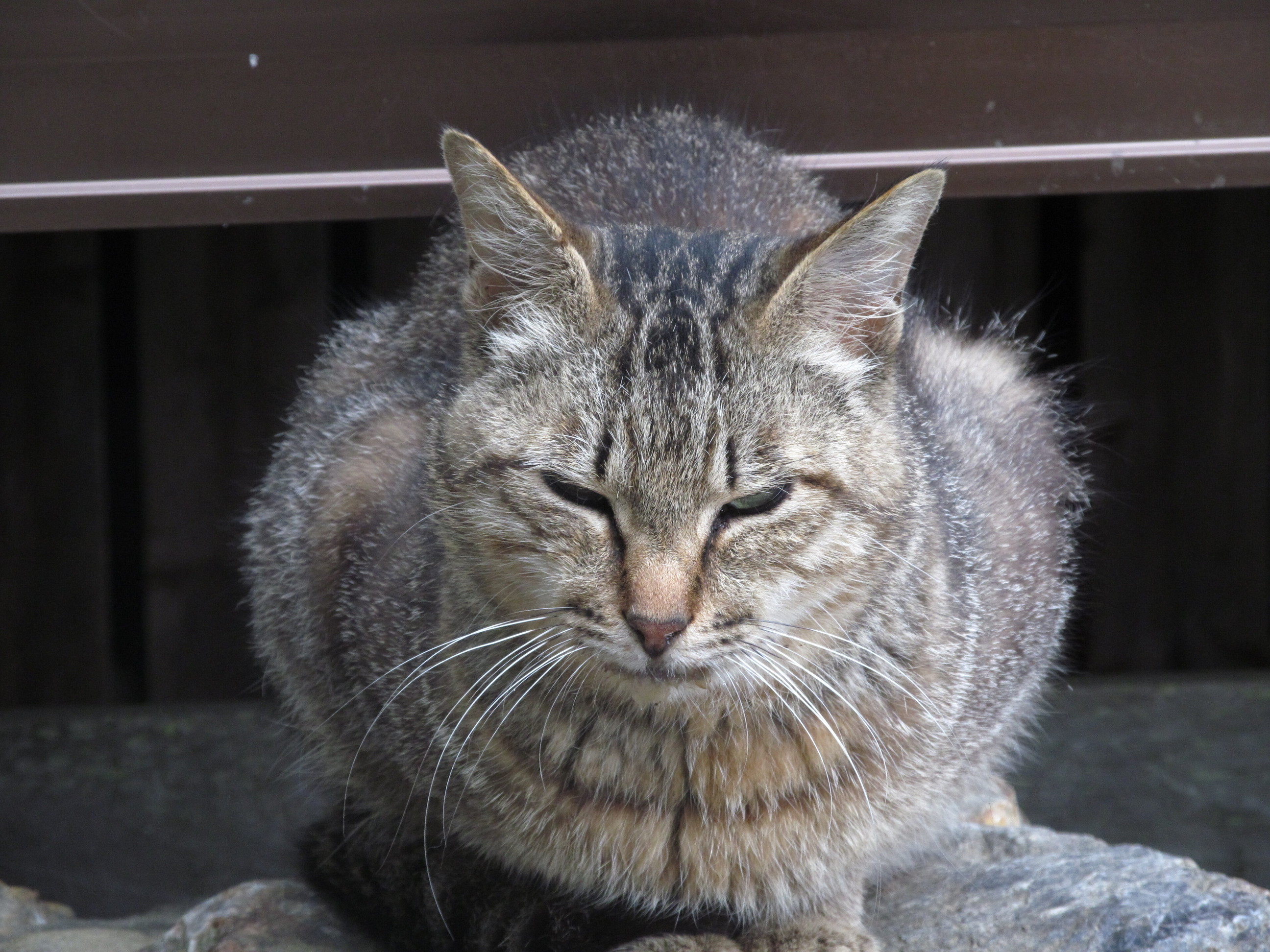 �R�����L