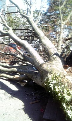 ���̓��I����