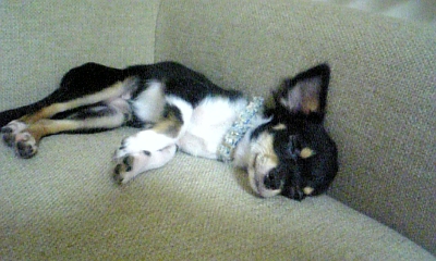 ���̓��I����