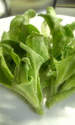 ���̓��I����