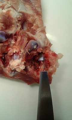 ���̓��I����