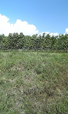 ���̓��I����