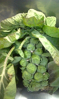 ���̓��I����