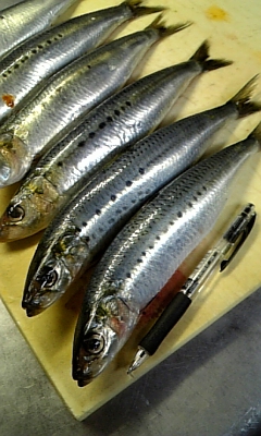 ���̓��I����