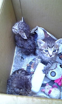 ���̓��I����