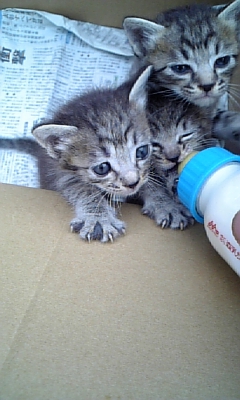 ���̓��I����