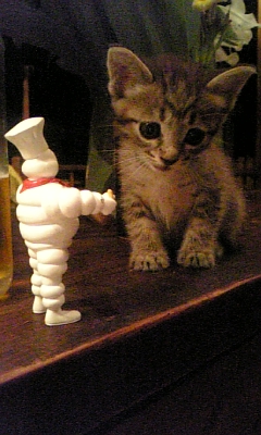 ���̓��I����