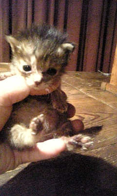 ���̓��I����