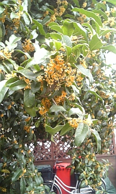 ���̓��I����