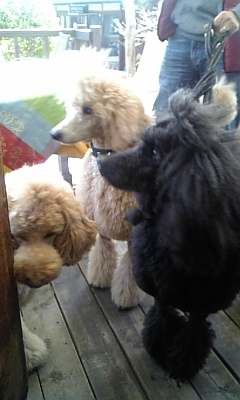 ���̓��I����