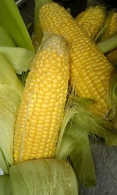 ���̓��I����