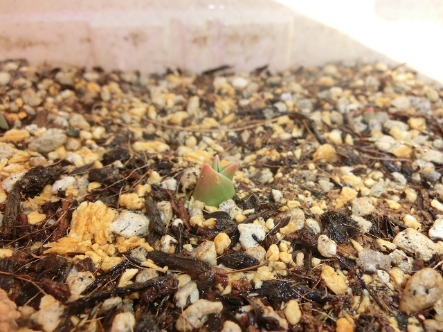 ���[�Ƃԁ[�̐�