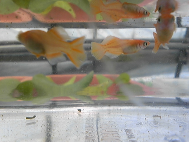 ���{�߂������Y�@�̔��@�߂����̊y��