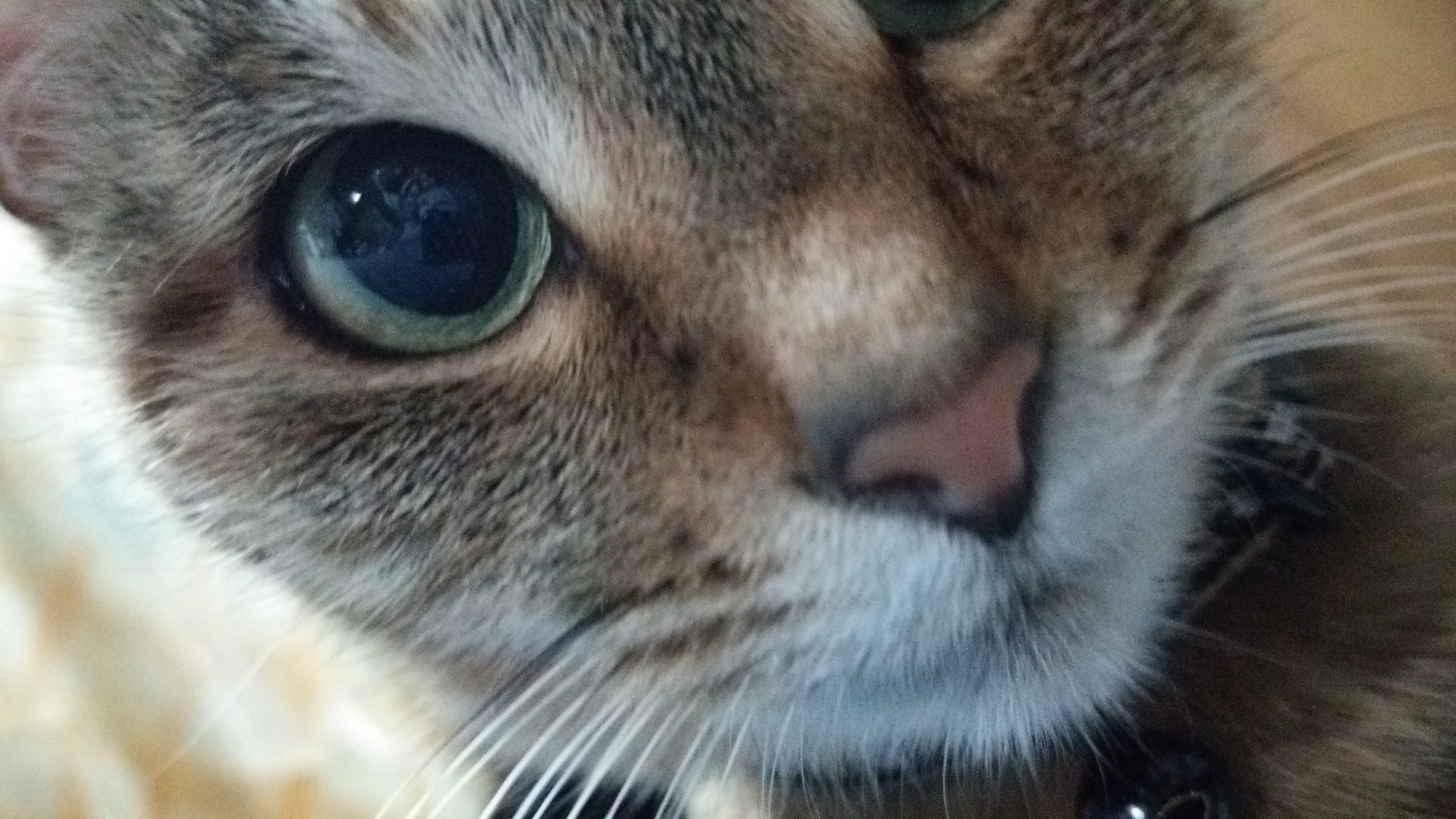 �̂��Փ��L�U