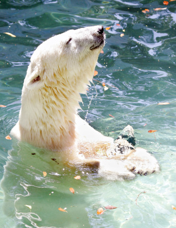 �̂��Փ��L�U