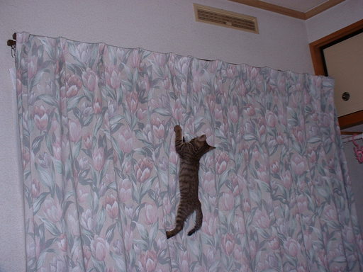 �̂��Փ��L�U