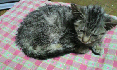 �̂��Փ��L�U